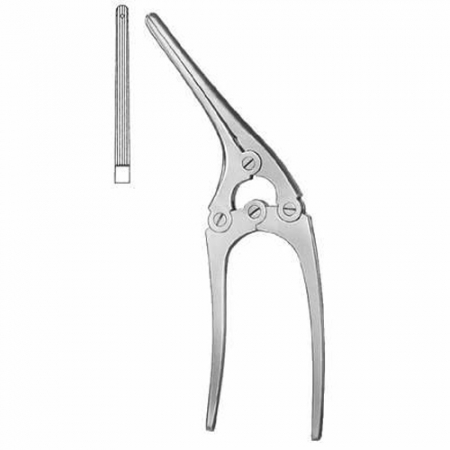 Intestines & Stomach