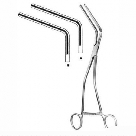 Intestines & Stomach